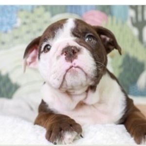 Meet your Posher, Oscar